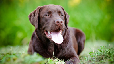 Brown Labrador lying in green grass with tongue out