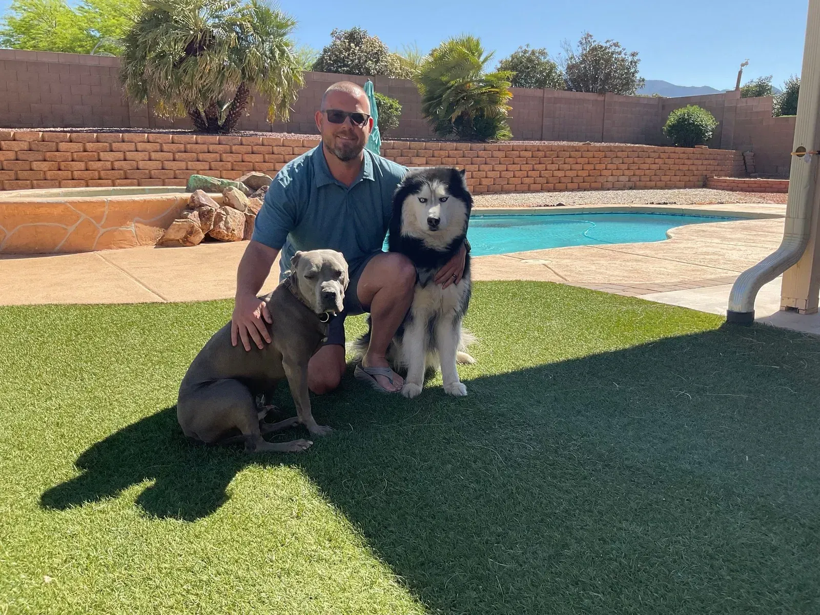 Man sitting on grass with two dogs beside a swimming pool in a sunny backyard