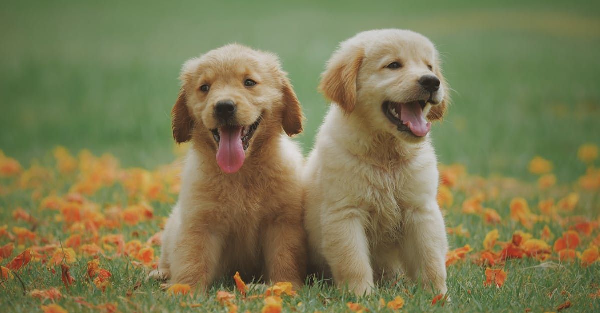Two golden retriever puppies sitting in a flower field, tongues out and facing forward.