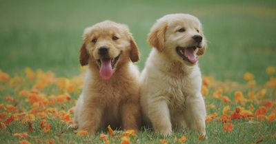 Two golden retriever puppies sitting in a flower field, one panting with tongue out, one looking right.