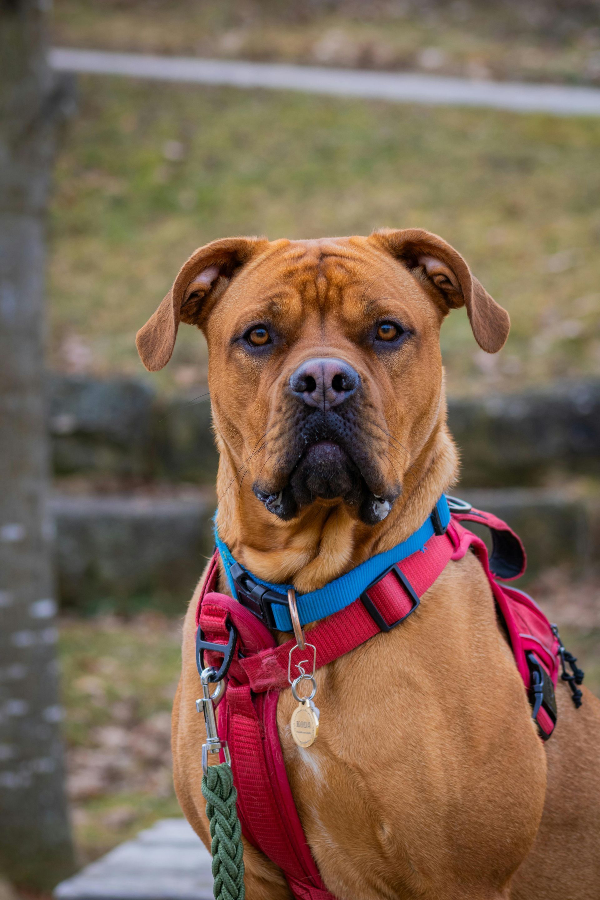 Brown dog wearing a red harness, sitting outdoors and looking at the camera.