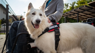 White service dog in a harness standing beside a person outdoors, with a building and trees in the background