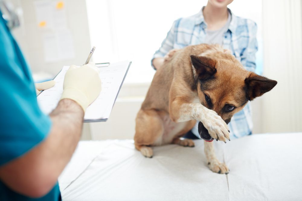 A dog is hiding under its paw while being examined by a veterinarian 