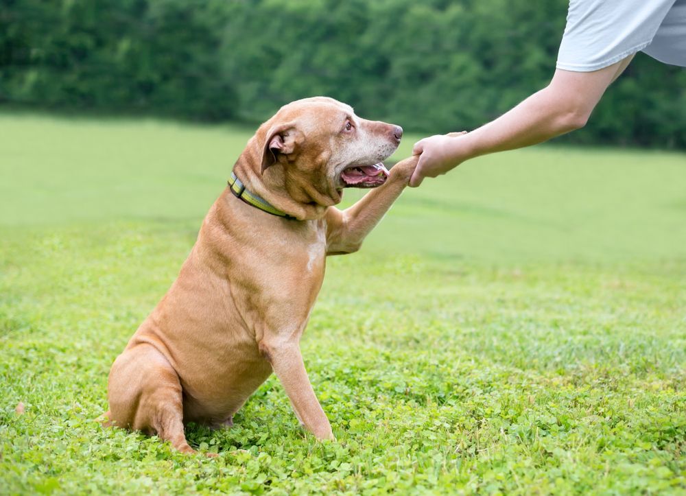 A senior dog learning the