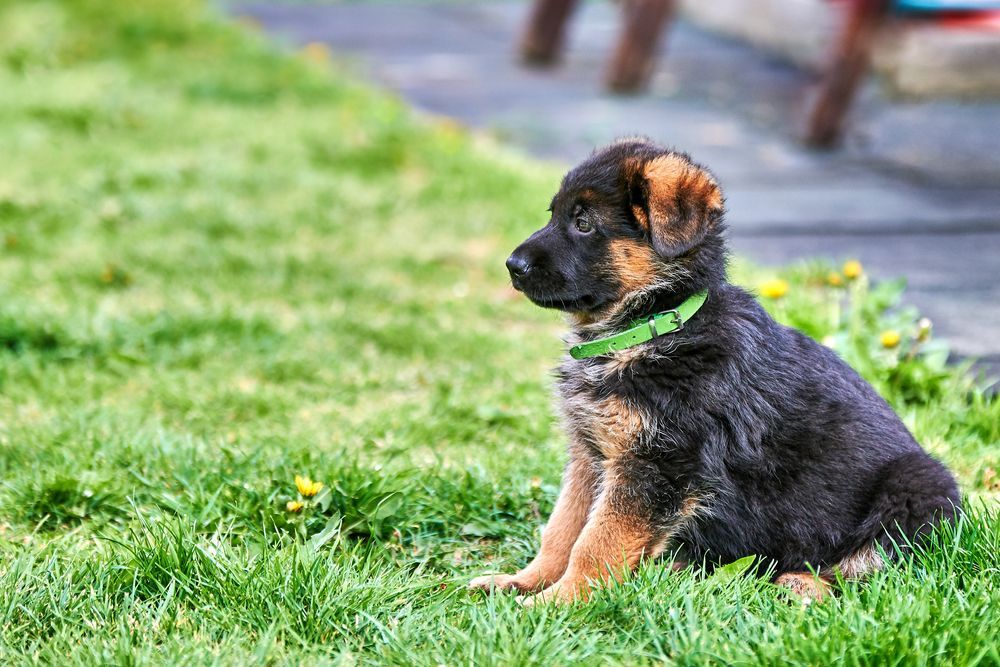 German Sheppard puppy sitting outside in the backyard.