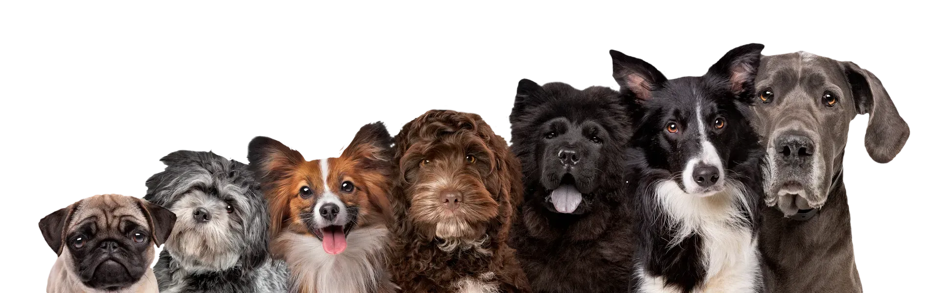Six dogs of different breeds lined up, peeking over a white surface on a plain background