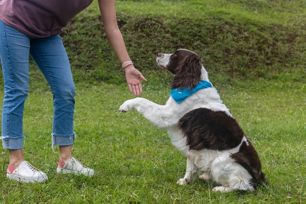 A woman is teaching her senior dog how to