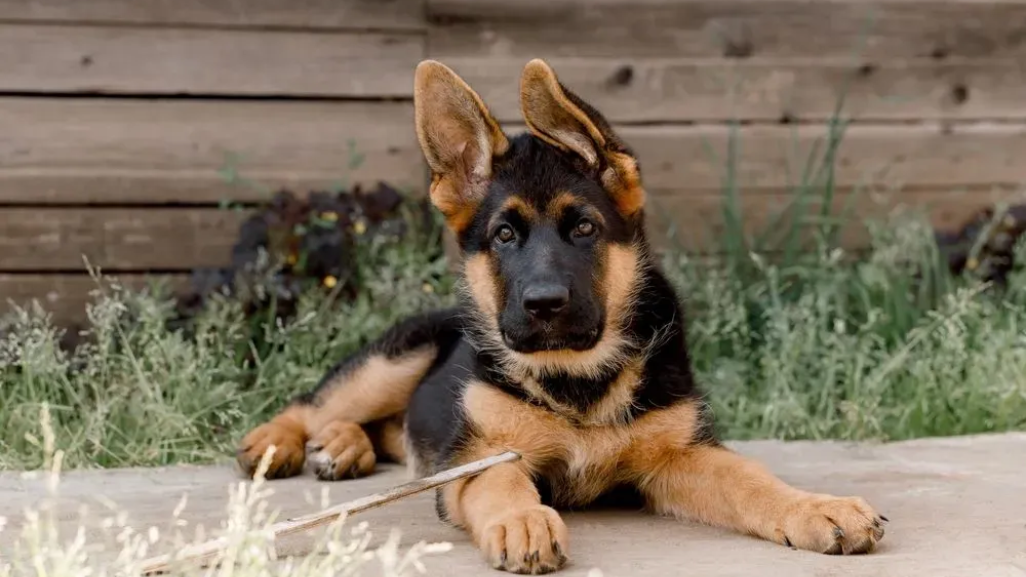 German Shepherd puppy lying on pavement in a backyard, with one ear up and one ear down