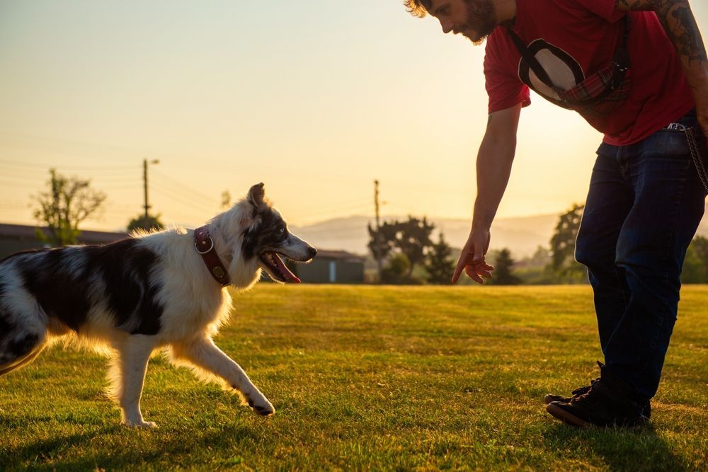 A man is playing with a dog in a park.