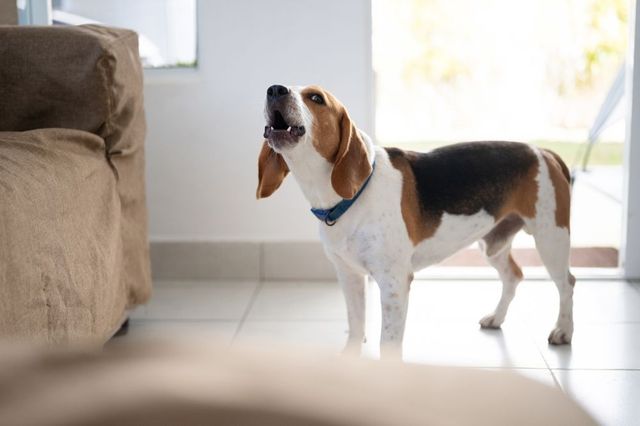 Could Your Dog Be Seeing a Ghost?