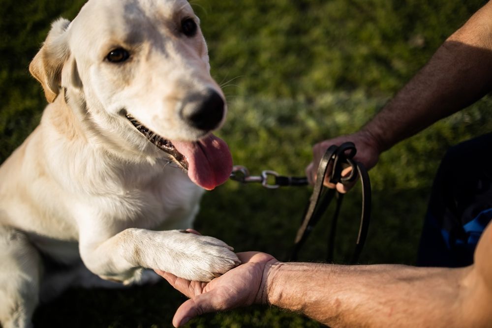 a yellow lab dog giving paw to their trainer at Always Faithful Dog Training