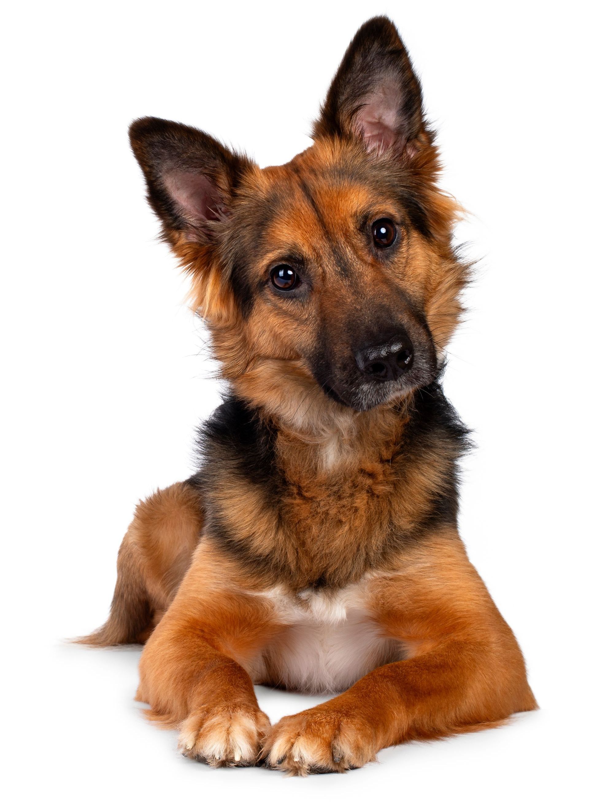 German shepherd puppy lying down with head tilted, tan and black fur, on a white background