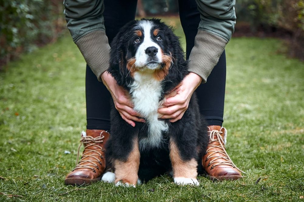 Bernese Mountain Dog Top Dog Breeds For First Time Owners Pet Easy