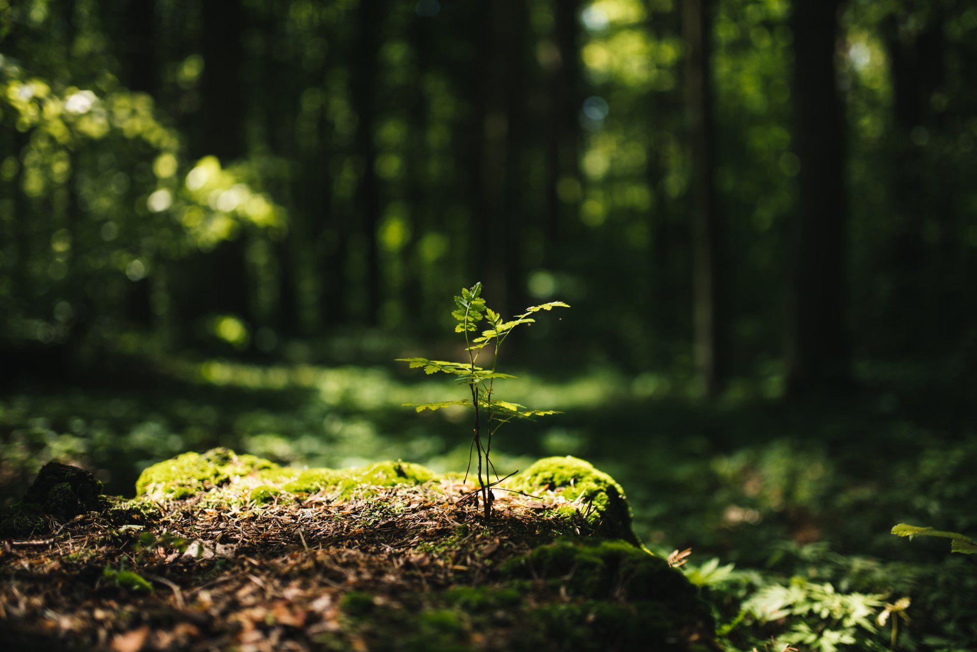 eine neuer Baum wächst heran