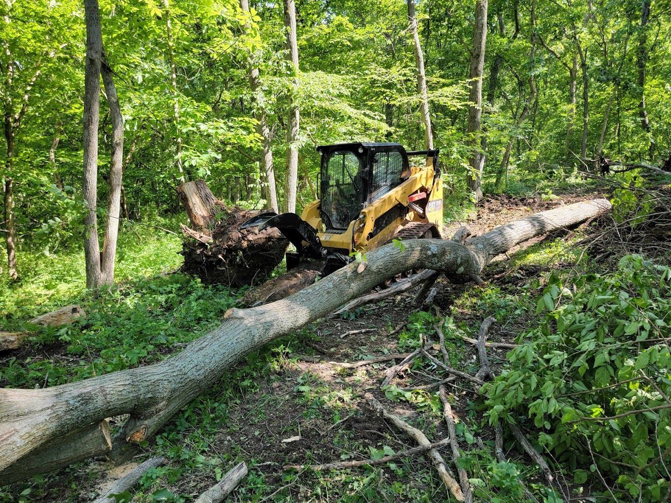 A bulldozer is cutting down a tree in the woods.