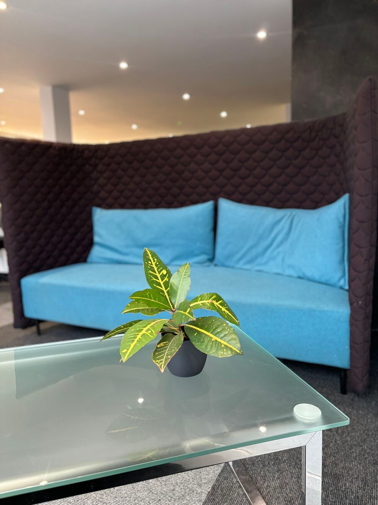 Blue sofa with tall brown back, small plant on glass table.