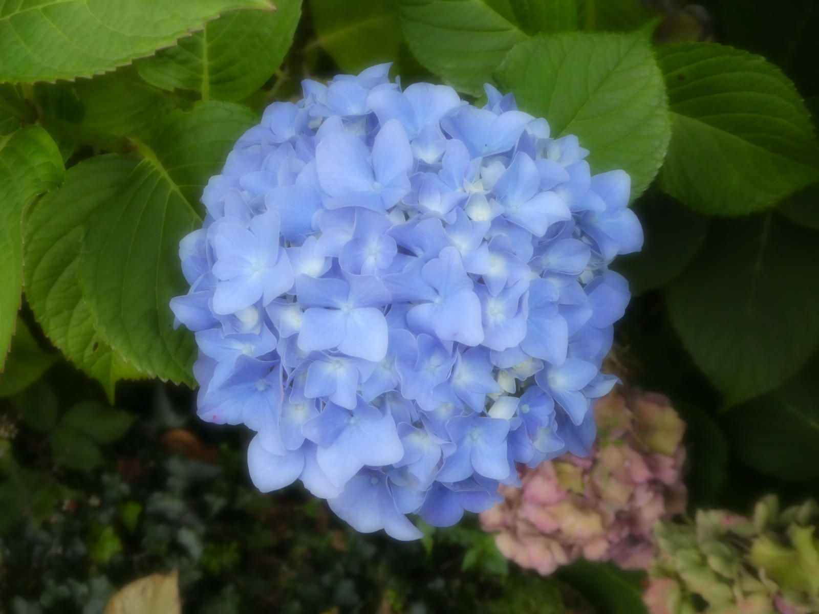 Blue hydrangea blossom with green leaves and a faded pink bloom behind it