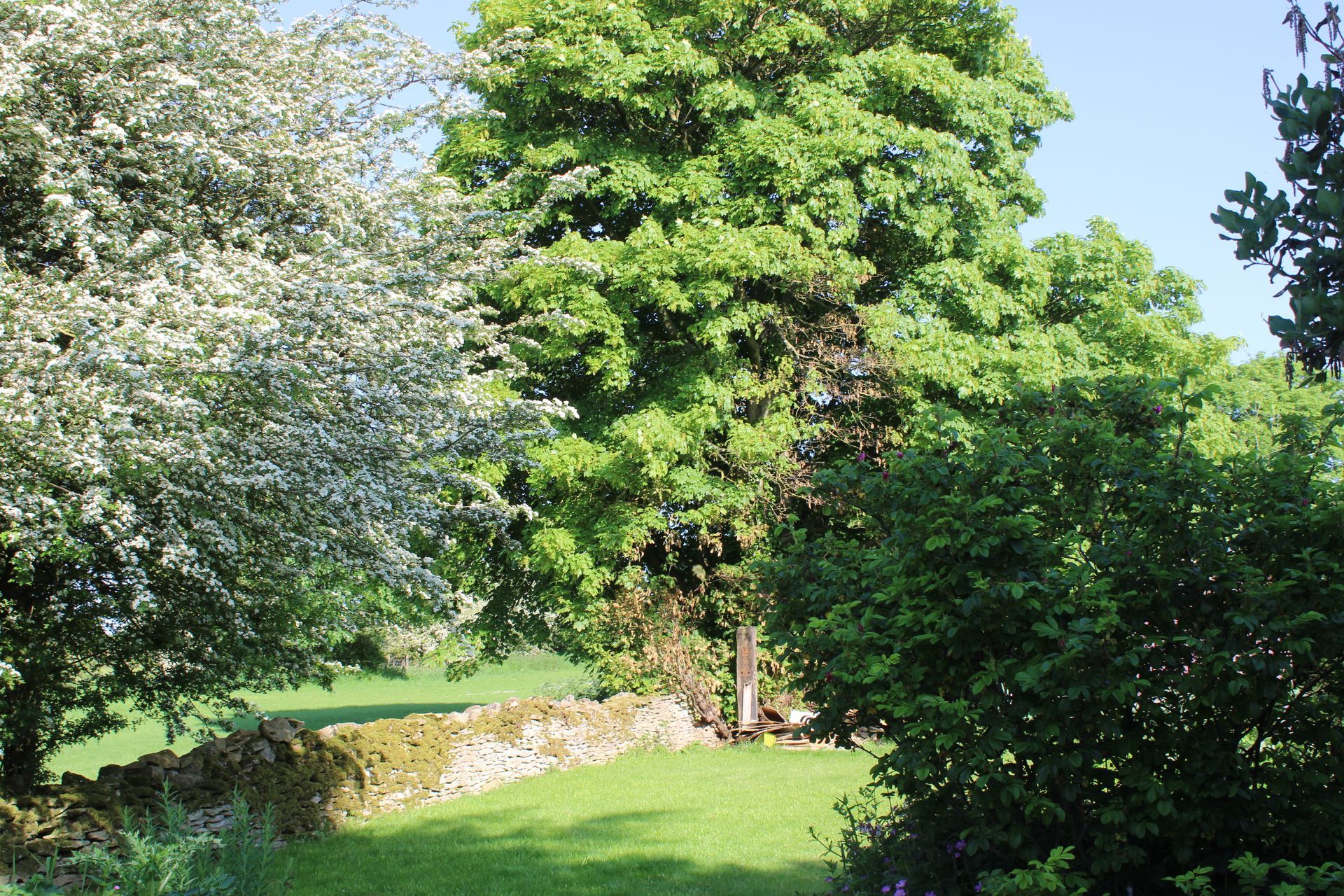 Sunny garden with lush green trees, grass, and a low stone wall in the background