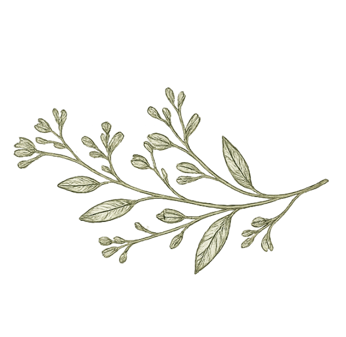 Delicate beige botanical sprig with small leaves and buds on a white background