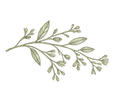 Delicate green leafy branch illustration on a white background