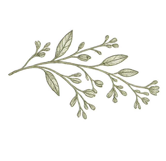 Delicate green leafy branch illustration on a white background