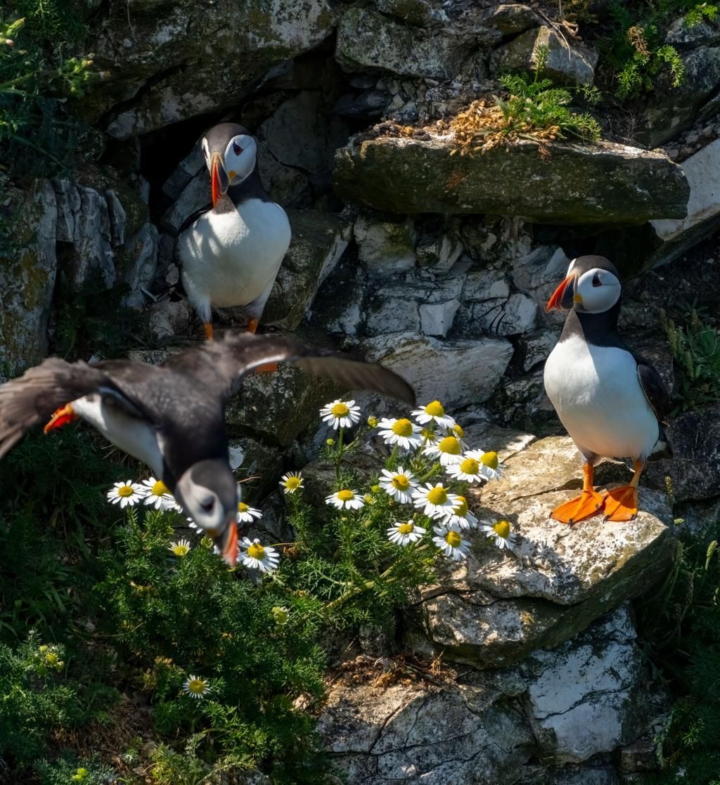 Three puffins on rocky ledges beside white flowers, one in flight, in a coastal setting