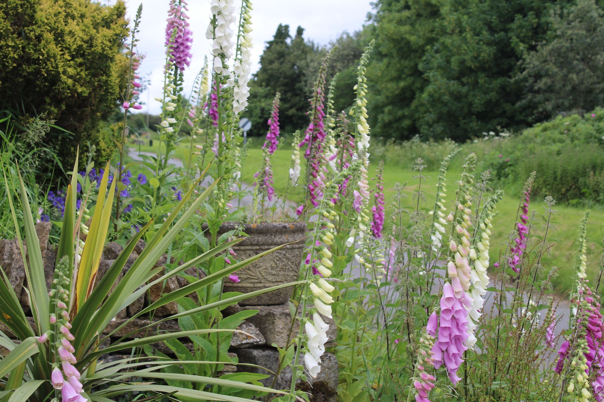 Blooming foxgloves and other wildflowers in a lush garden border with greenery and trees beyond