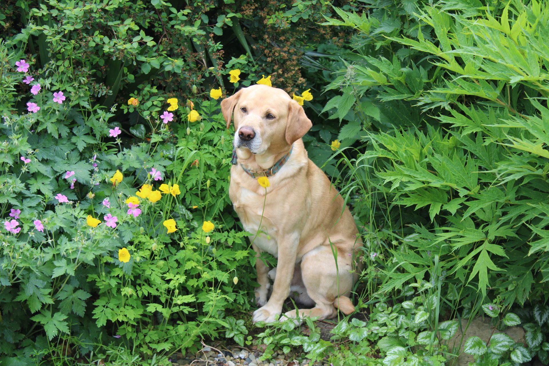 Tan dog sitting in garden flowers and greenery, looking at the camera