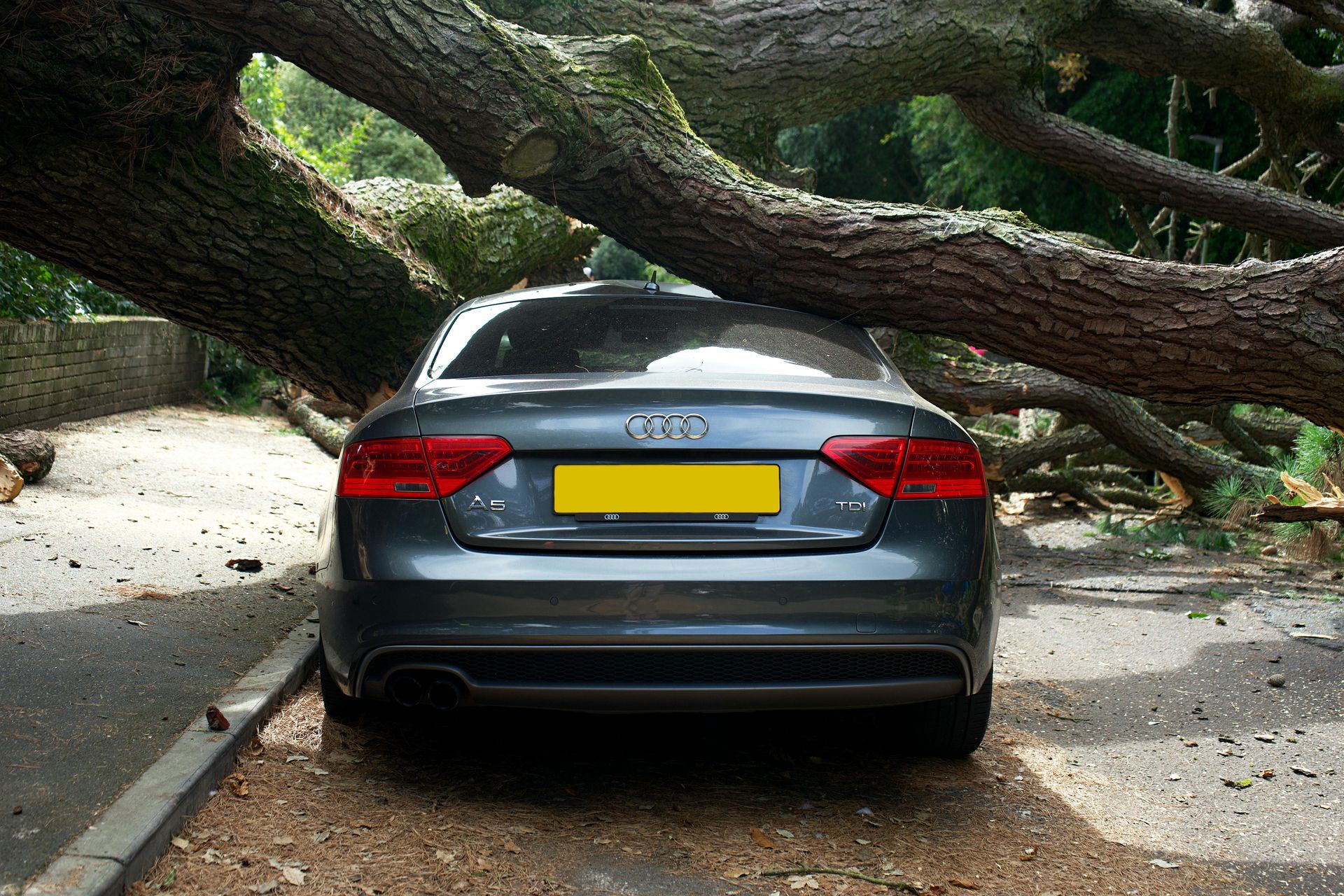 Storm damaged tree removal Richmond emergency service
