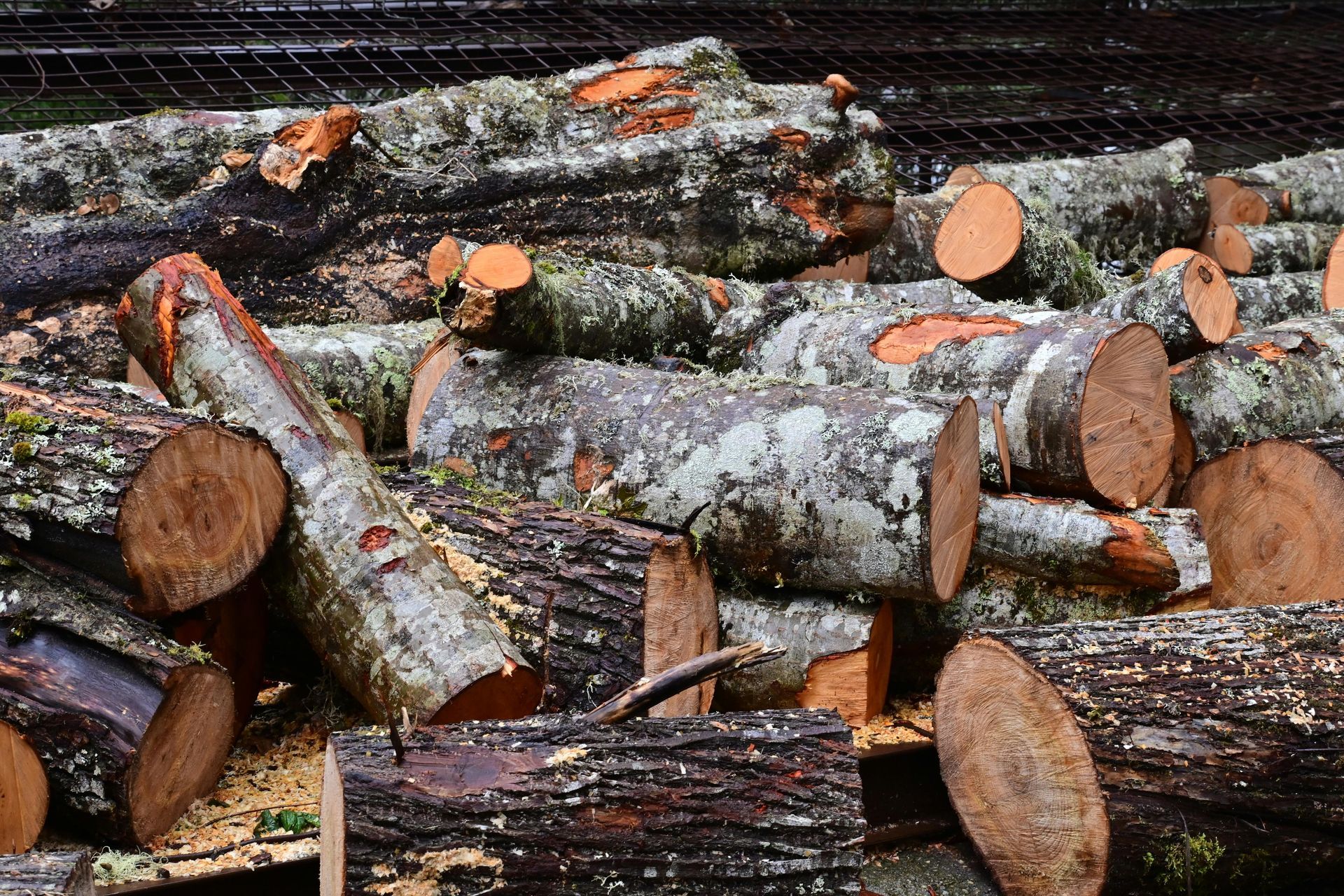 Stump grinding and removal services Richmond Henrico County