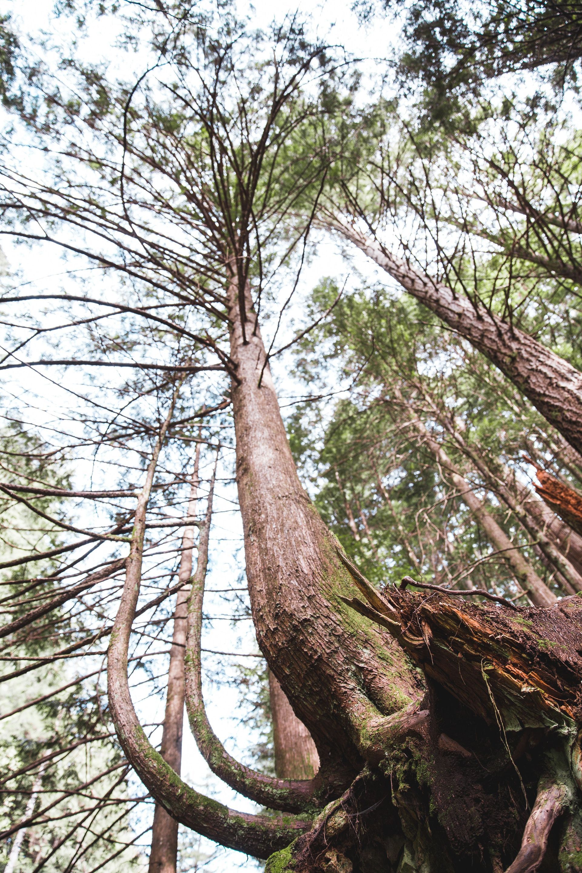 Richmond Tree Pros certified arborist
