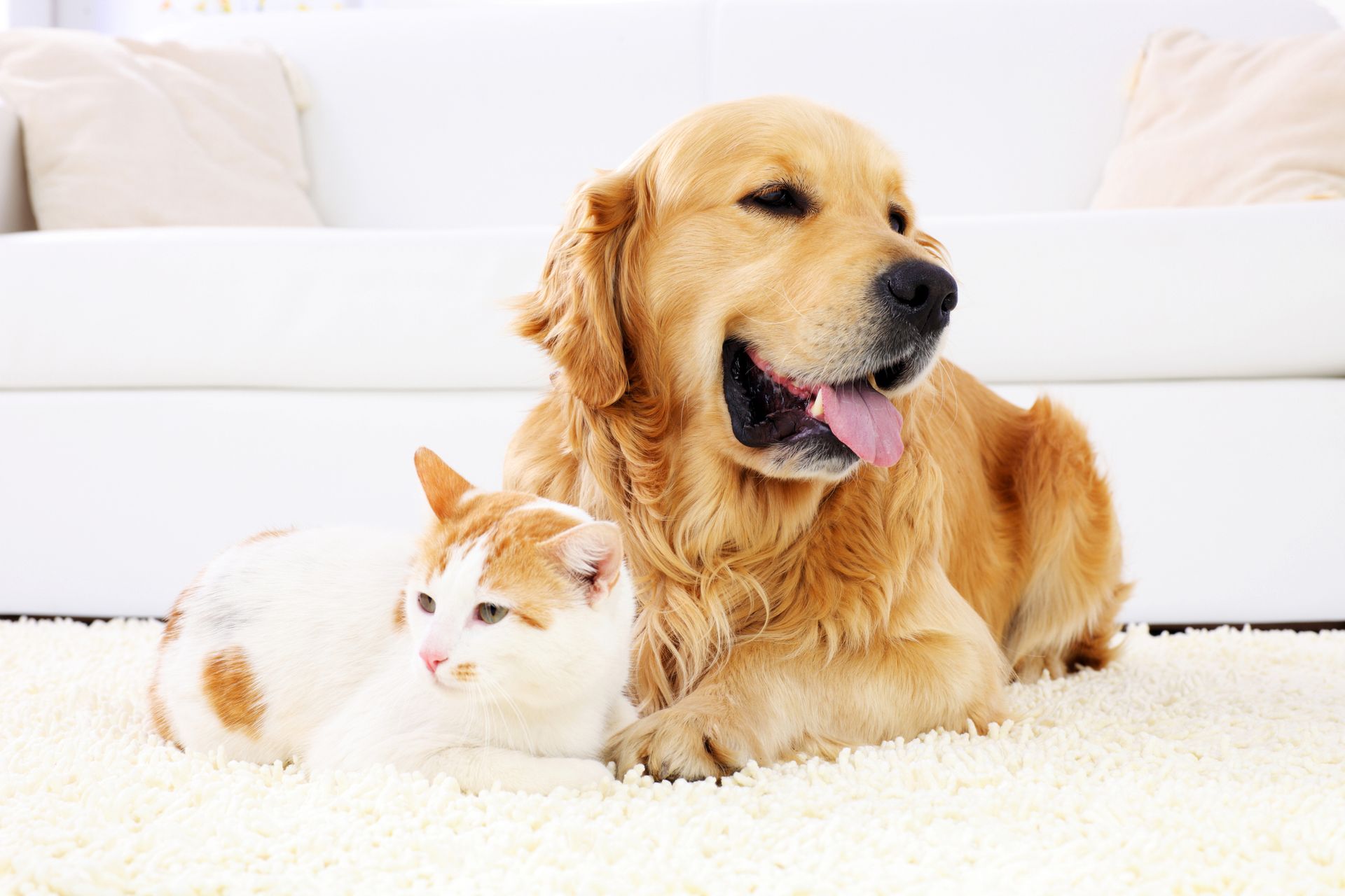 Pet & Odour Cleaning — Penrith, NSW — Jet Carpet Cleaning and Services