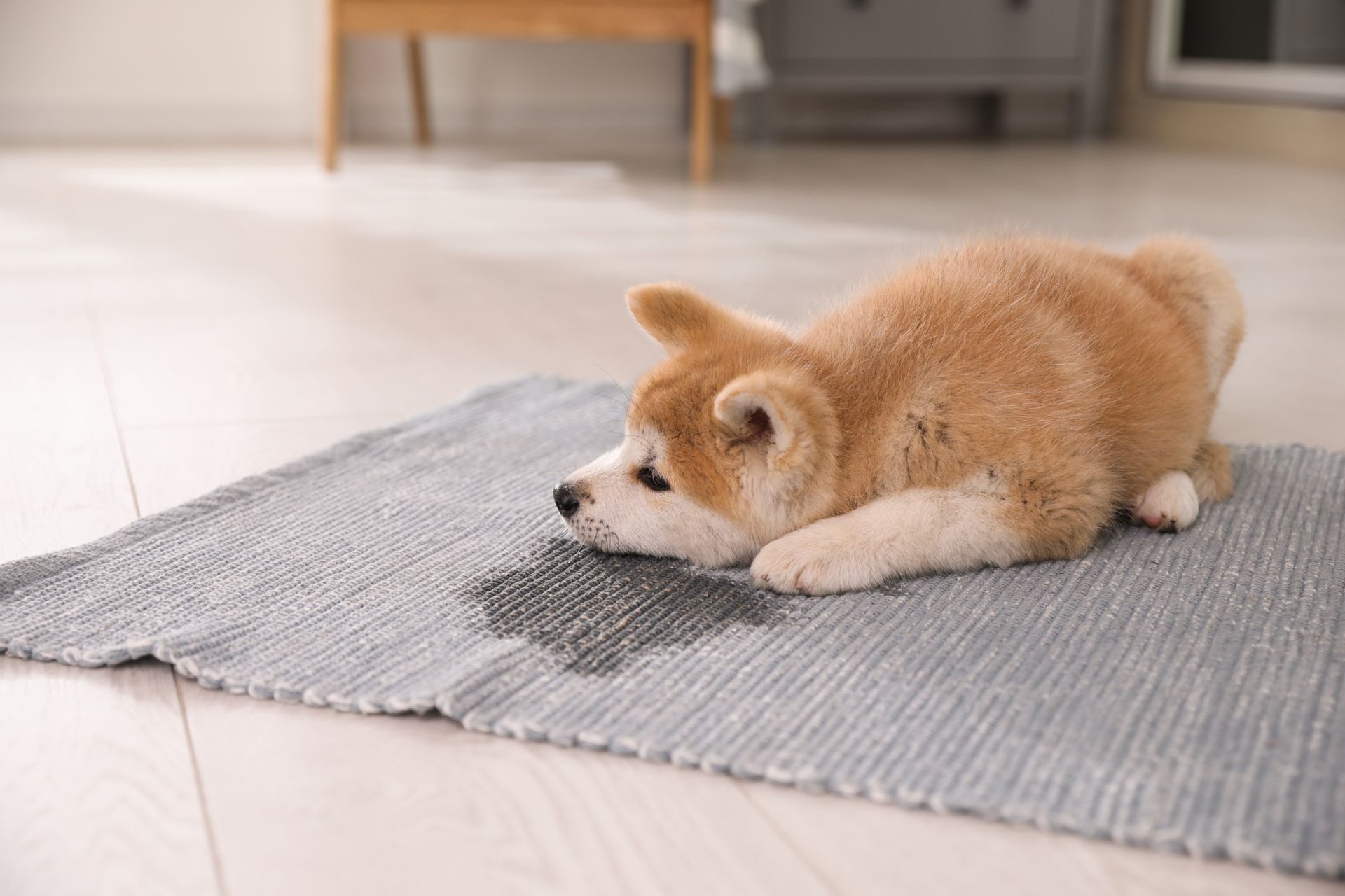 Rug & Mat Cleaning — Penrith, NSW — Jet Carpet Cleaning and Services