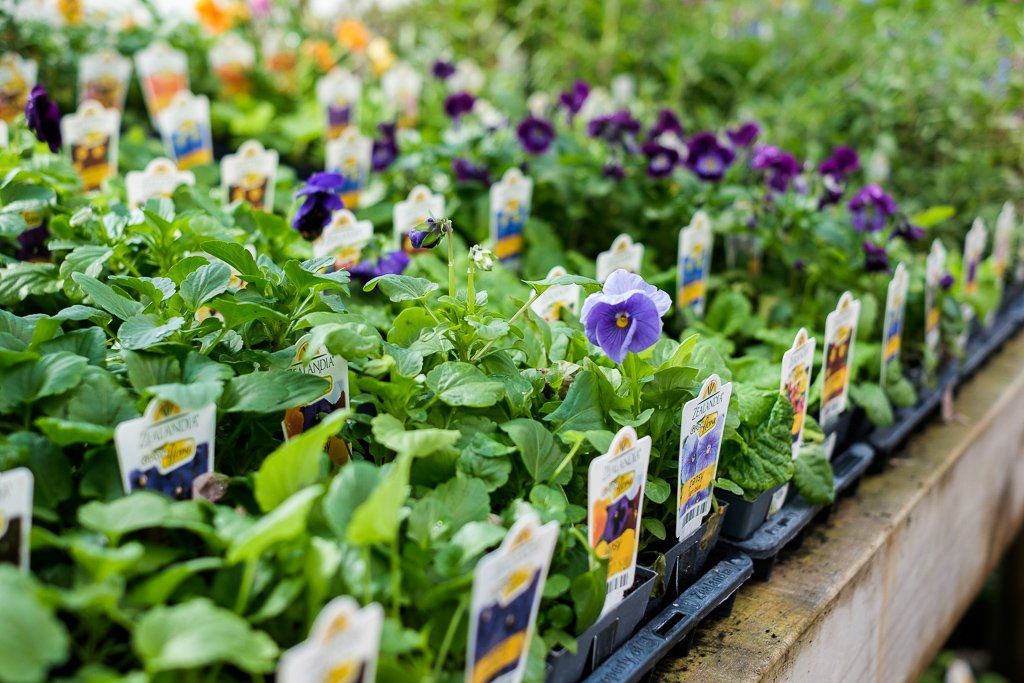 Rows of small potted pansy plants with purple and yellow flowers in plastic nursery trays on a wooden display table.