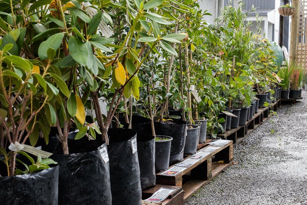 A row of potted shrubs in black plastic bags sitting on wooden pallets at an outdoor nursery.