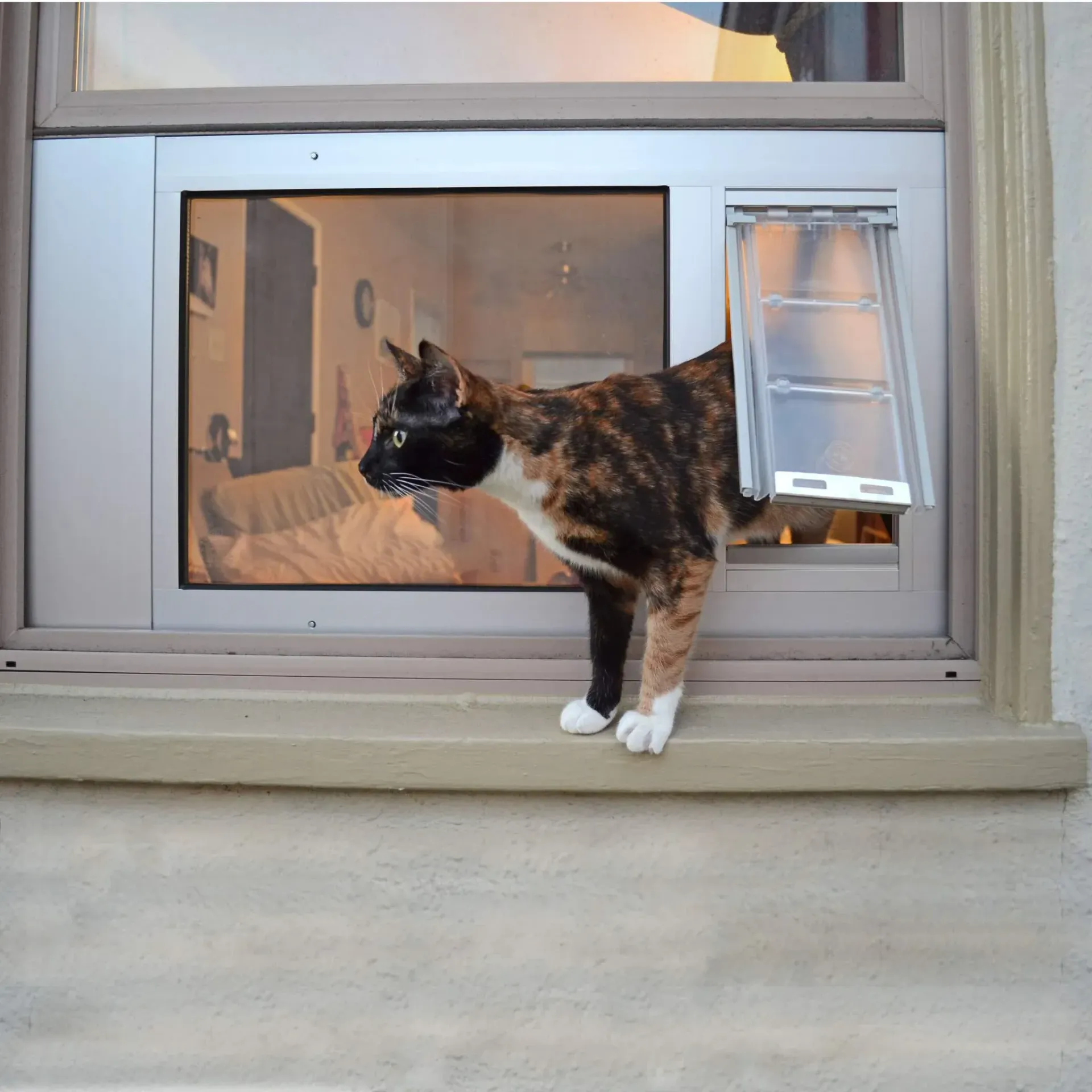 A calico cat is looking out of a window
