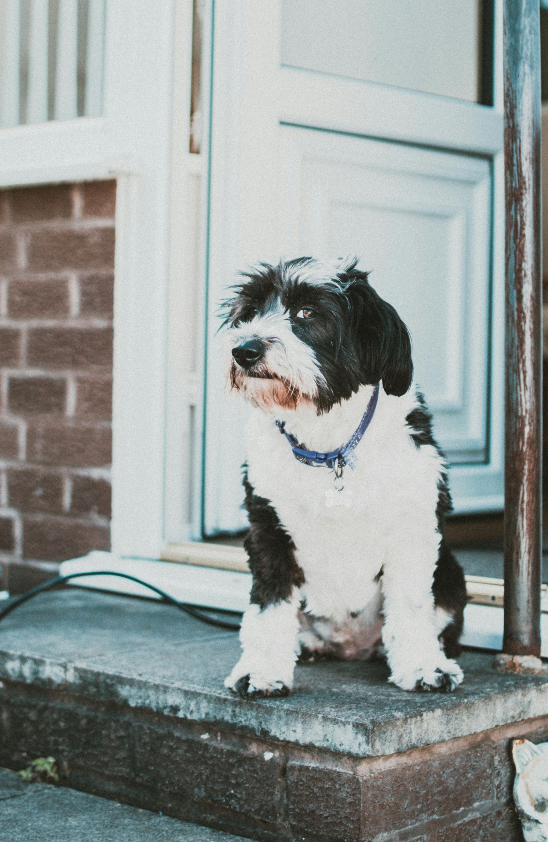 A black and white dog is sitting on the steps of a house