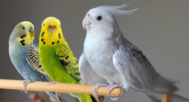 Tres pájaros domésticos: periquitos azules y verdes con cabezas amarillas y una cacatúa gris en una percha.