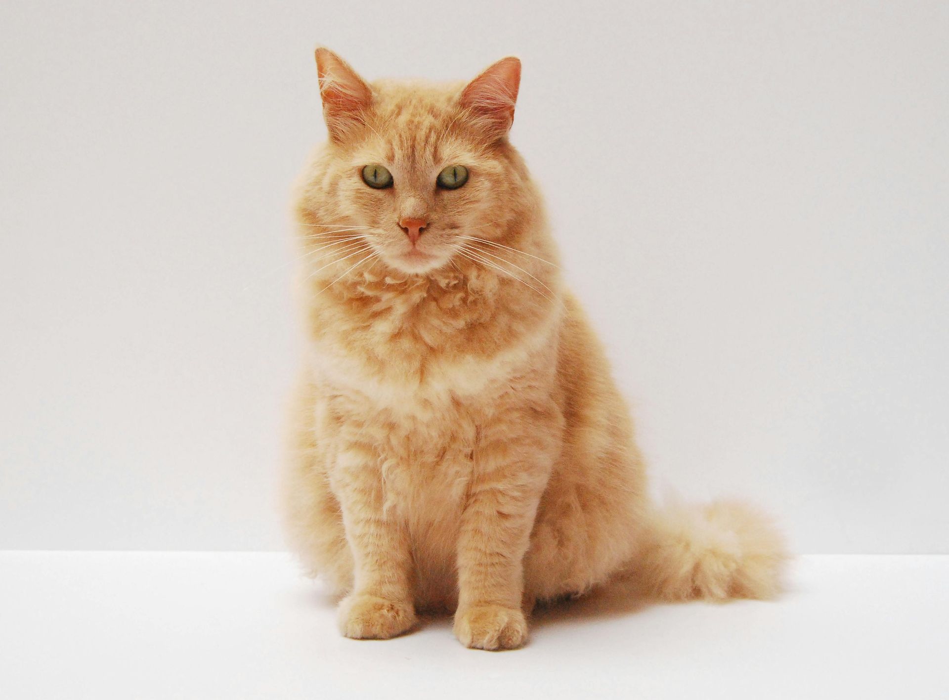 Gato de pelo largo de color naranja con ojos verdes sentado sobre una superficie blanca, mirando directamente al espectador.