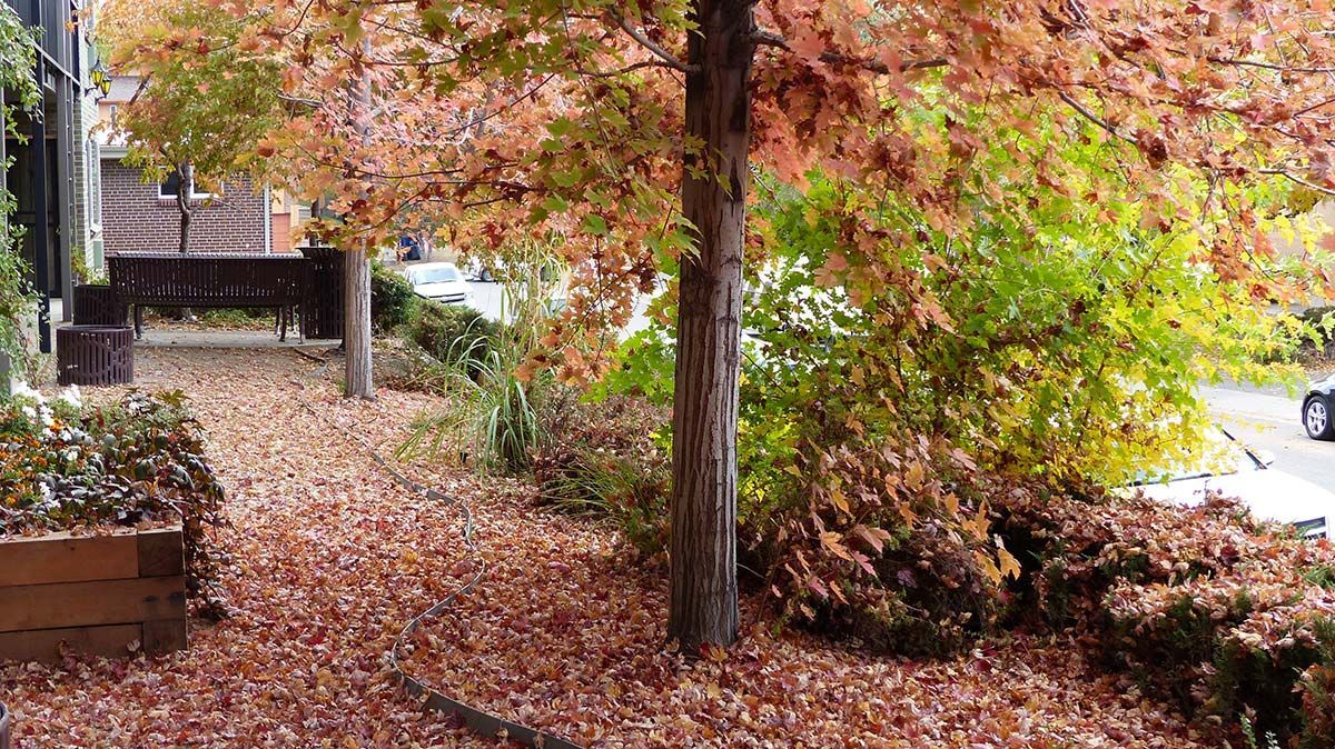 Autumn yard with a tree, fallen leaves, shrubs, and a house porch in the background