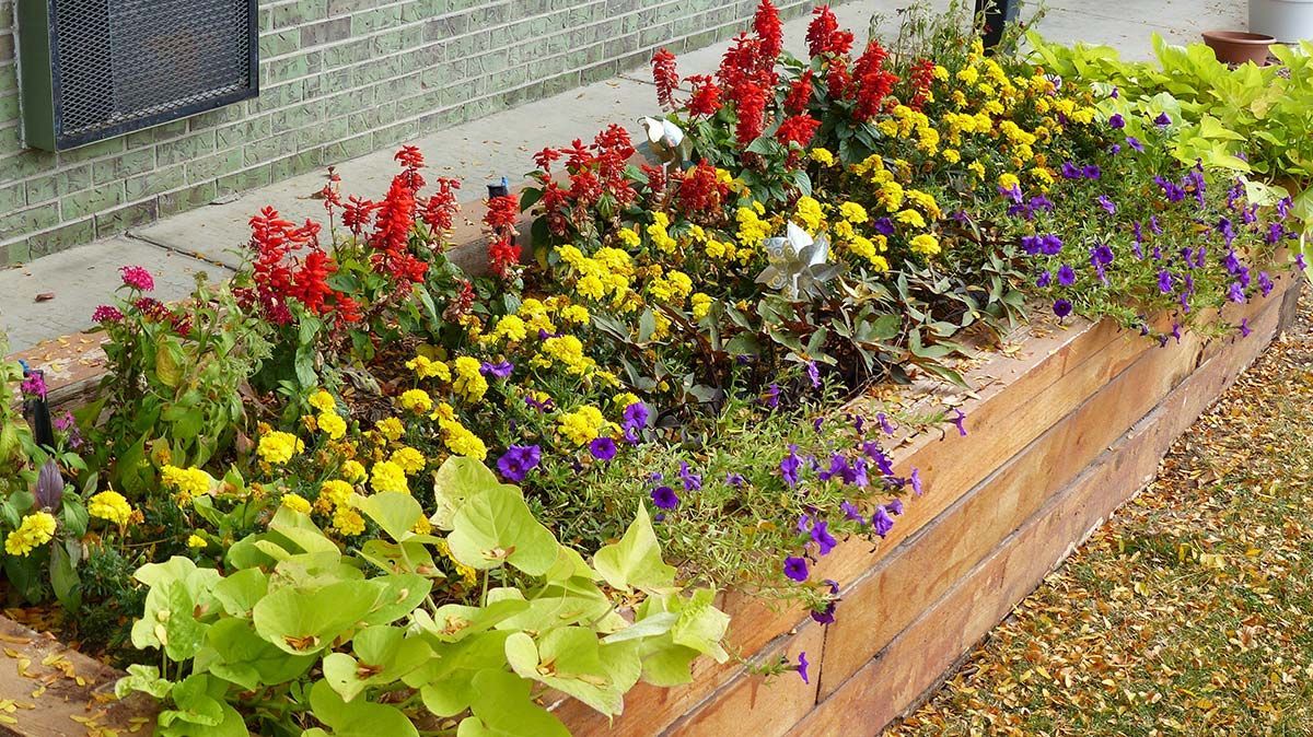 Colorful flowers in a raised wooden garden bed beside a brick building and sidewalk.