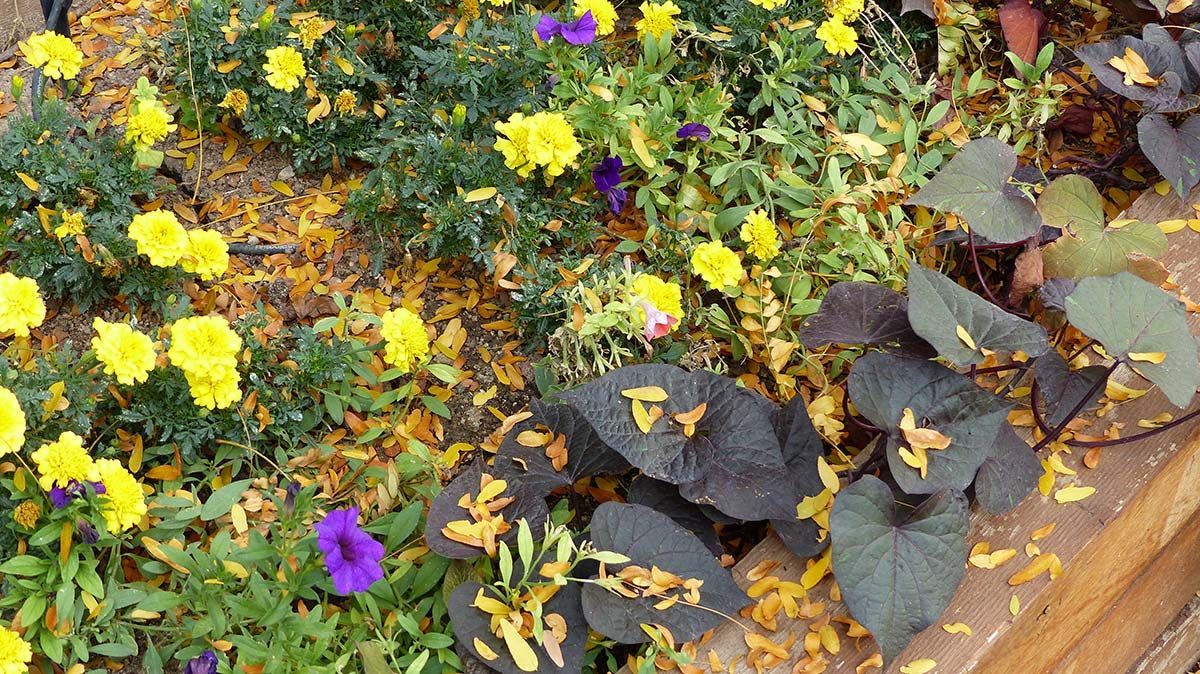 Flower bed with yellow and purple blooms beside dark green leaves on a wooden border.
