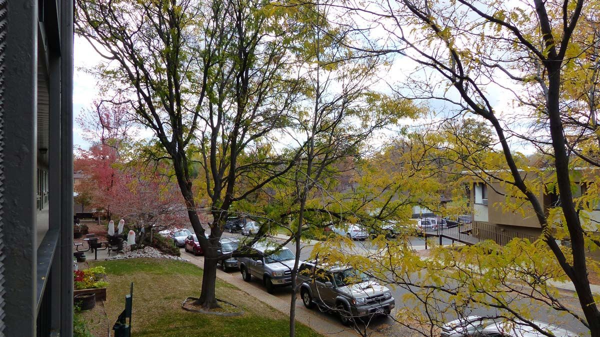 Tree-lined street with parked cars and autumn foliage beside apartment buildings