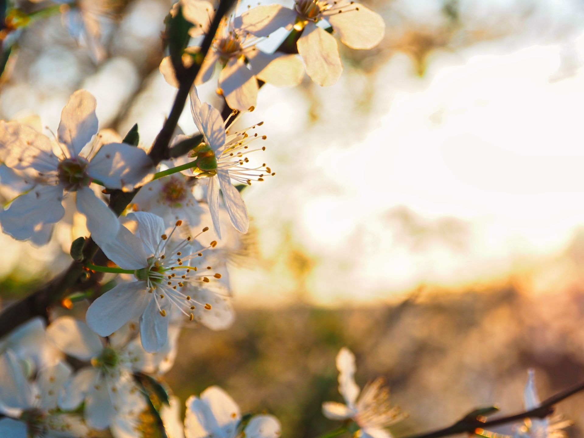 Close-up of white blossoms on a tree branch in warm sunset light