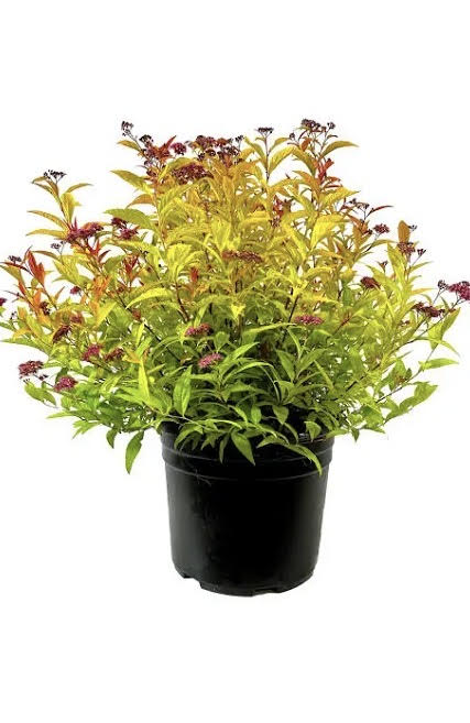 Shrubs
