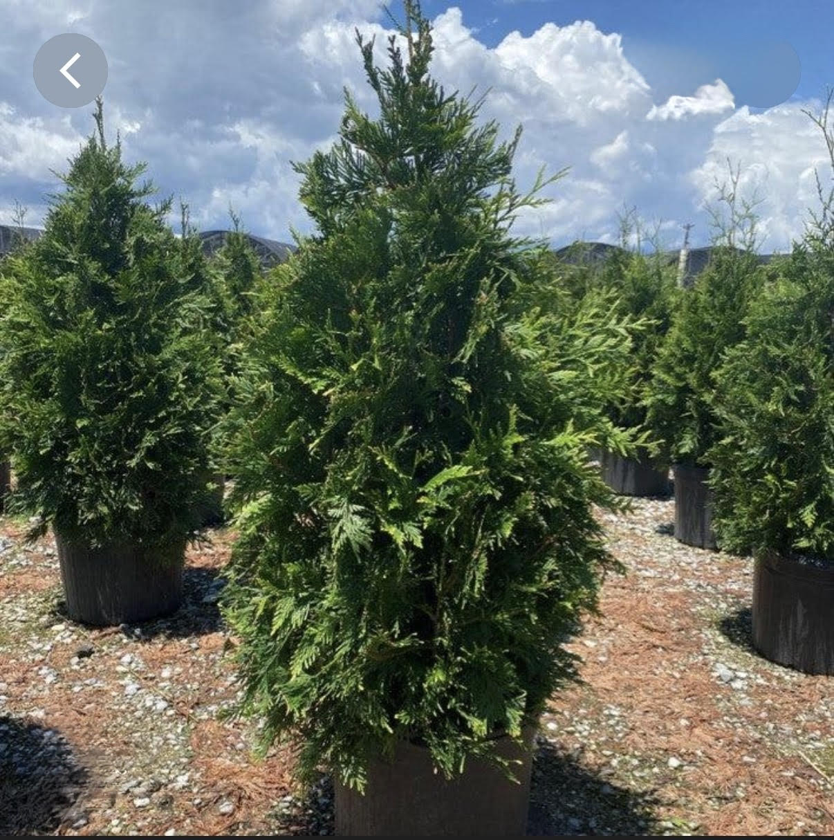 Trees