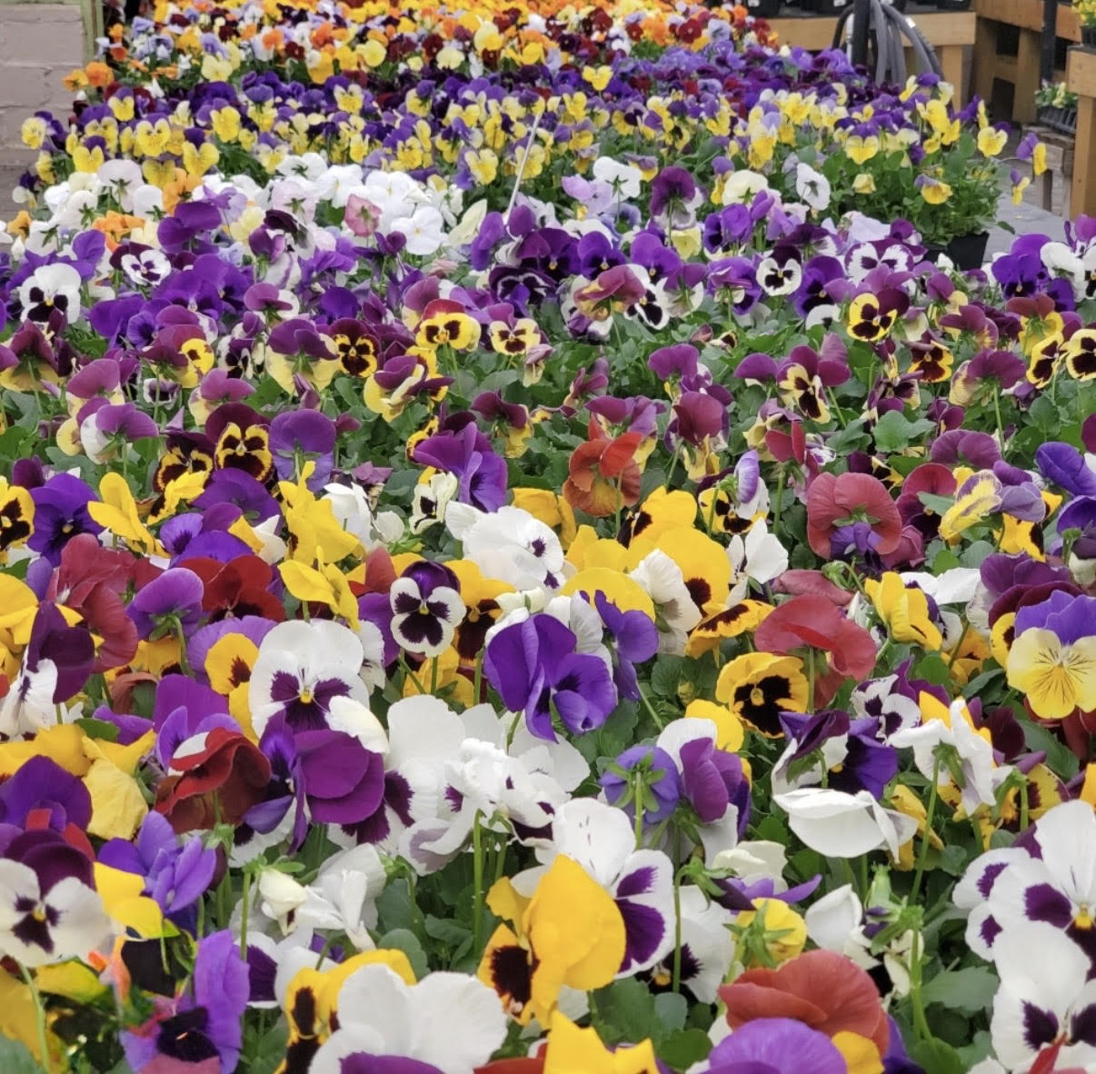 Annuals