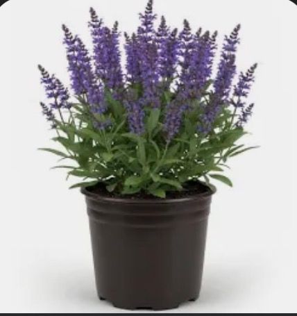 Perennials
