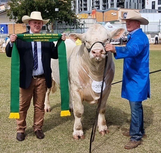 Two men standing next to a cow holding ribbons