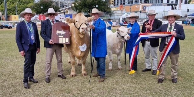 A group of men are standing next to two cows in a field.